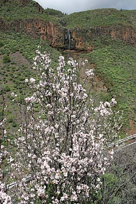Mandelblüte auf Gran Canaria - bei Acusa
