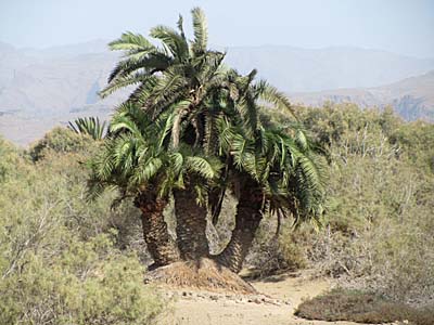 Die 3 Palmen - markanter Punkt in den Dünen