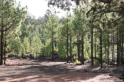 Teneriffa Kiefernwald am Vulkan Chinyero