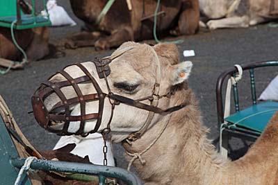 Camello mit Beißkorb im Timanfaya Lanzarote