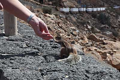 Streifenhörnchen auf Fuerteventura