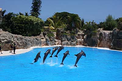 Teneriffa - Delfine im Loro Parque in Puerto de la Cruz - die Delfinshow ist nicht nur bei Kindern sehr beliebt