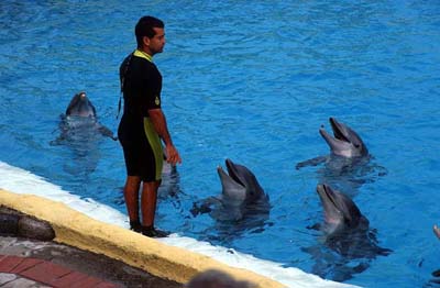 Allseits beliebt - die Delfinshow im Loro Parque