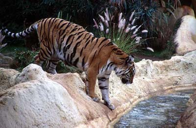 Tiger im Loro Parque Tenerife
